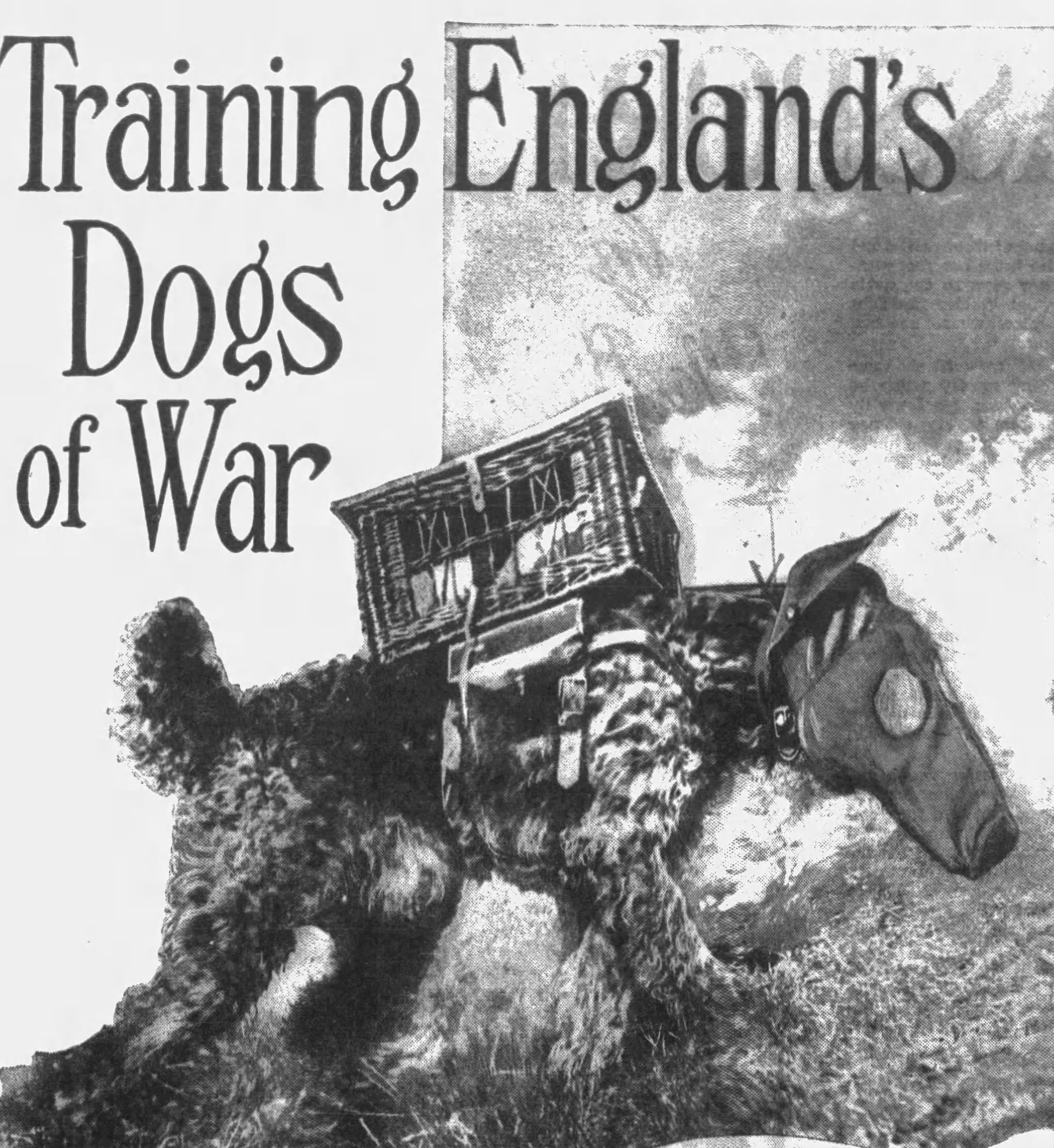 Bird-Dogging: Pigeons & Dogs Working Together in War