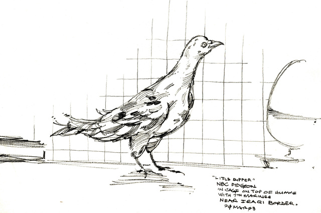 Pigeons in the Iraq War: Interview with Stacy Jeambert, former Chief Warrant Officer for the 1st Marine Division
