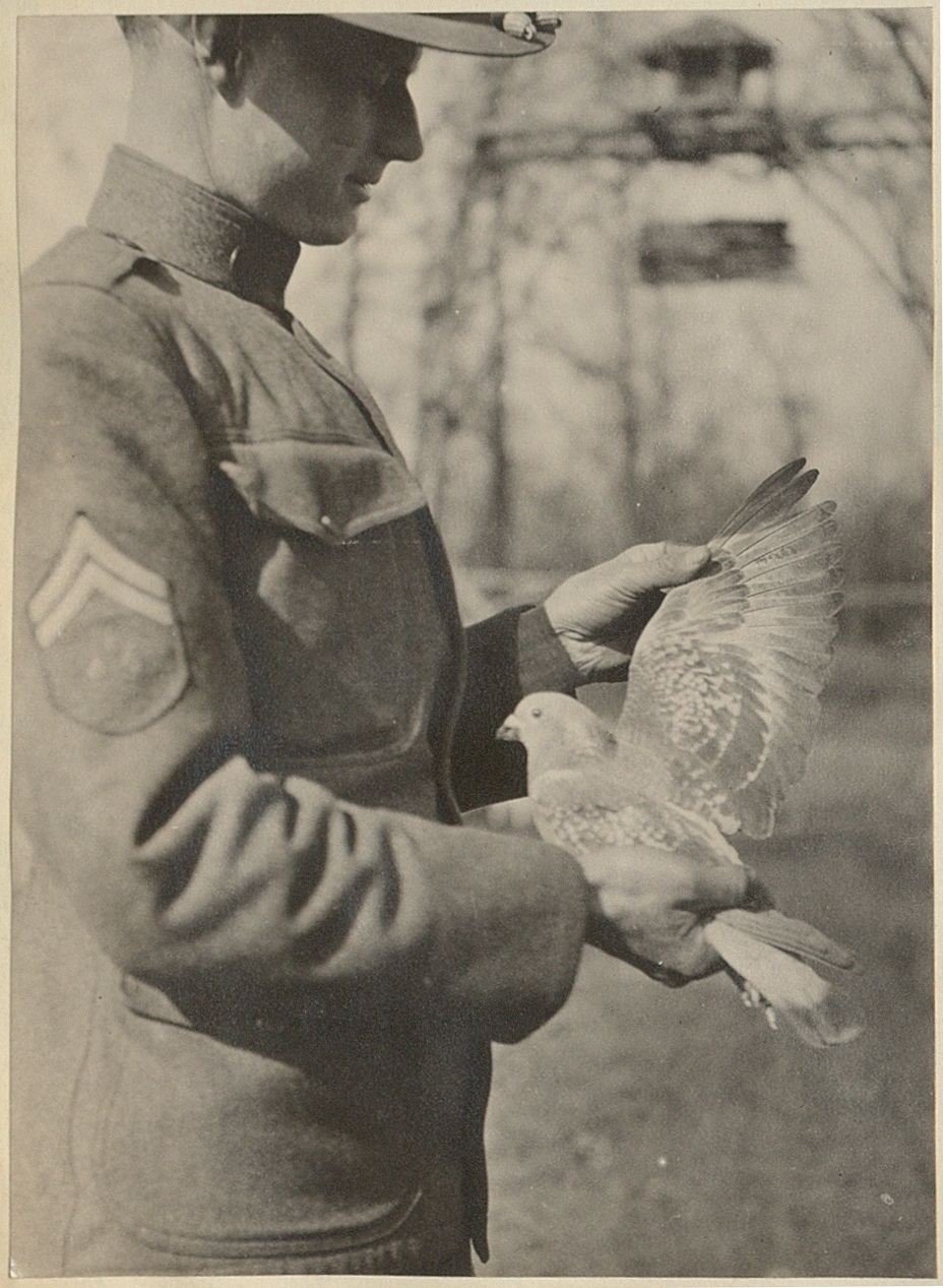 “Little Feathered Heroes”: Camp Pike’s Pigeon Service, 1917-1919