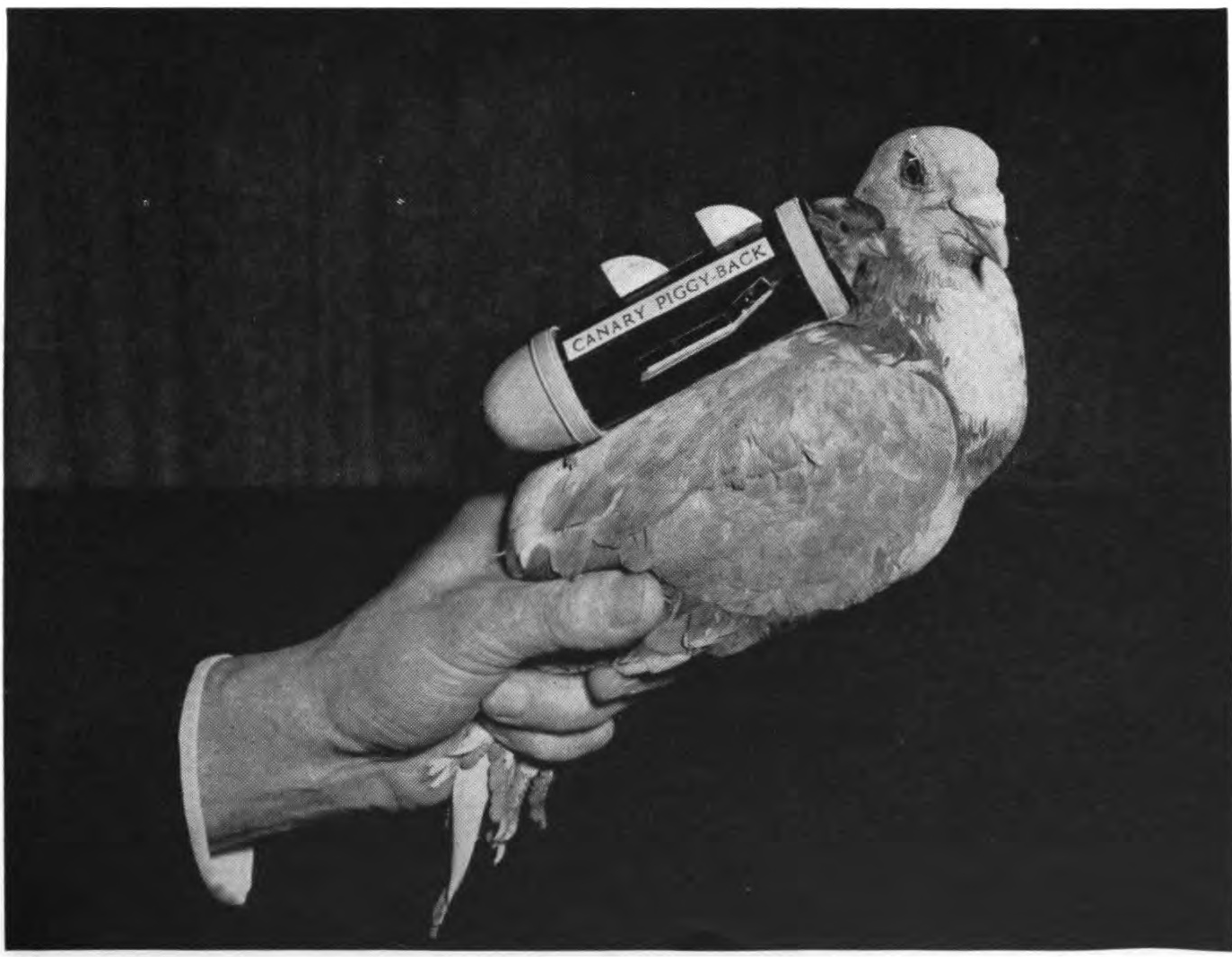 Braddock: The Newspaper Pigeon Who Joined The Army