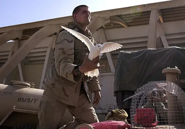 Pigeons in the Iraq War