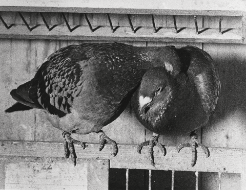 The Finnish Defence Forces’ Pigeon Service: 1923 – 1940s A.D.