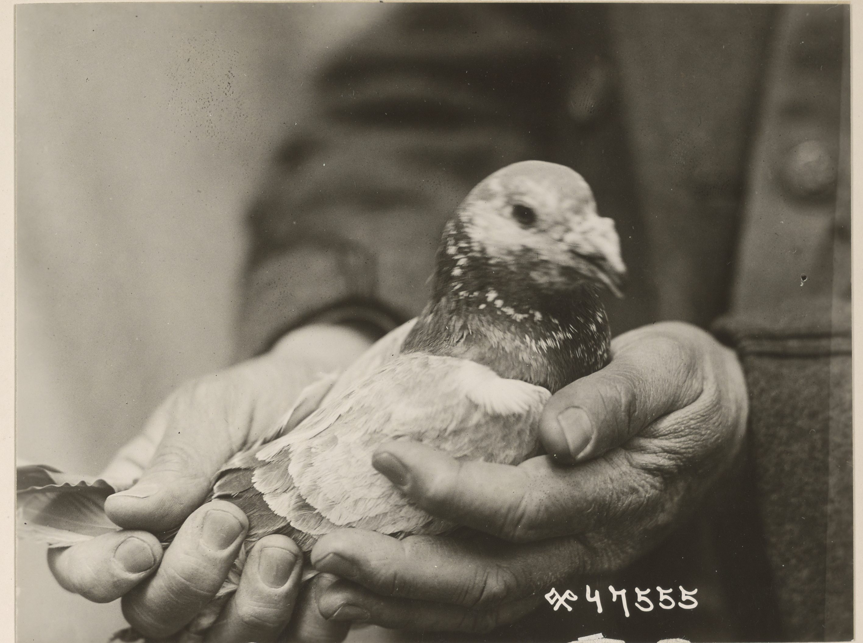 Pigeon Heroes of the Great War: Spike